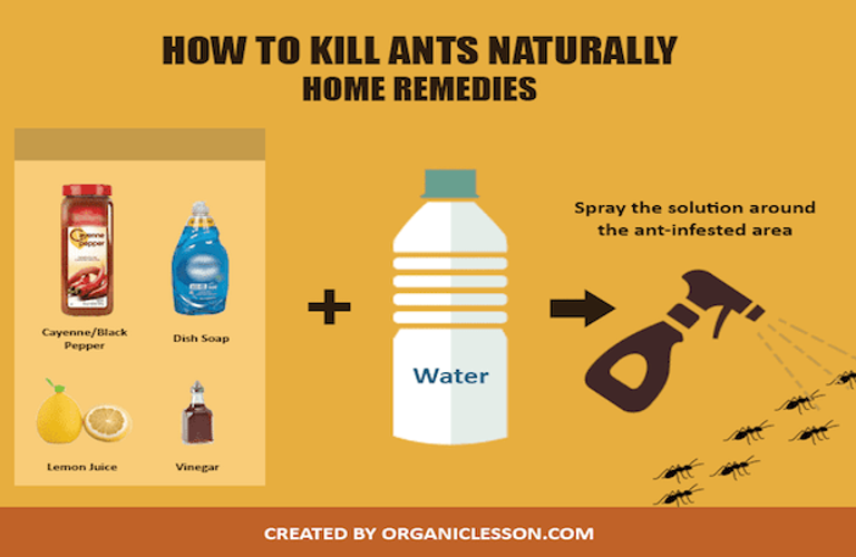教你如何绿色安全地除蚁，家里有宝宝或宠物也可以用哦！