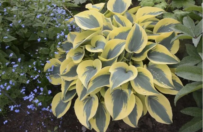 花园最常见的植物：玉簪属植物（Hostas）的护理手册来喽！