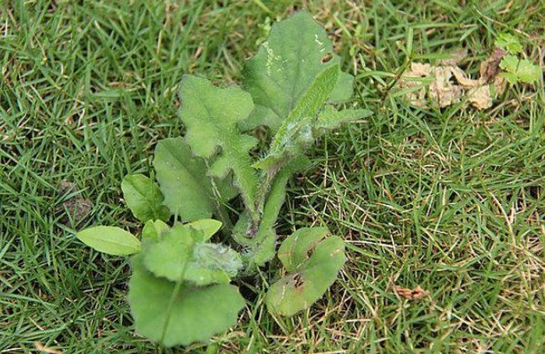 How To Pick The Right Weeder