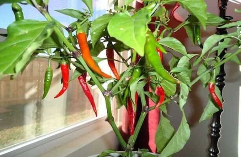 后院的蔬菜养不活？加拿大的种菜秘诀你需要了解一下！