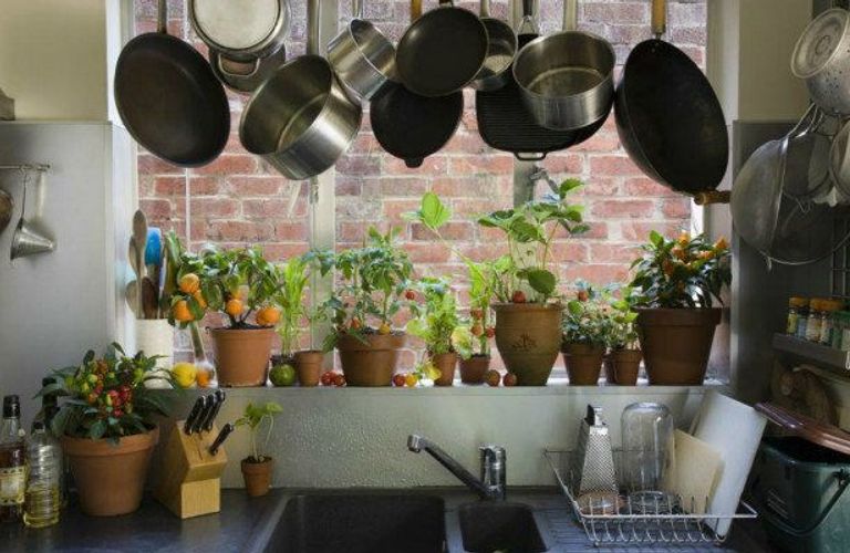 Guide to Choosing the Best Indoor Plants