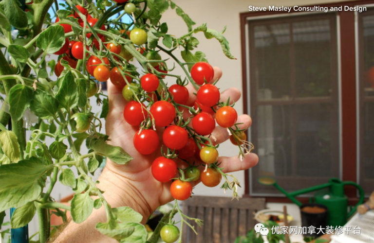 家里庭院种菜：如何在花盆里种出鲜嫩的蔬菜？